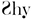 shy-eg logo